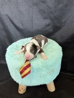 Akc Clear 🧬 tested Blue Merle Parti Gold Tie, a male Poodle - Miniature  for sale in Campbell, TX – 4 of 10