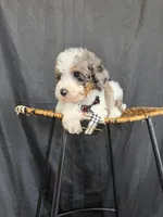 Akc Clear 🧬 Tested Blue Merle Phantom Parti 💙, a male Poodle - Miniature  for sale in Campbell, TX – 8 of 10