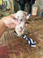 Cali’s Apricot Maltipoo! Blue & White Tie, a male Maltipoo for sale in Campbell, TX – 5 of 10