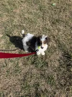 Akc Clear 🧬 Tested Blue Merle Phantom Parti- Carries Brown, a male Poodle - Miniature  for sale in Campbell, TX – 9 of 10
