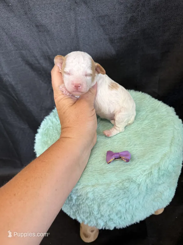Akc Clear 🧬 tested Chocolate Phantom Parti Girl  – Poodle - Miniature  puppy for sale in Campbell, TX
