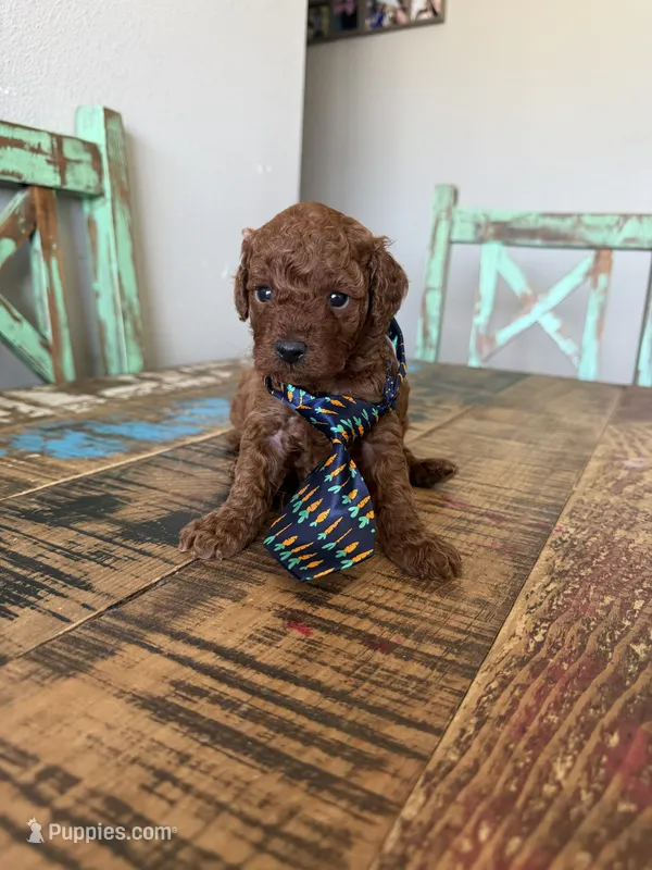Akc Red Toy Poodle Boy Blue Tie – Poodle - Toy  puppy for sale in Campbell, TX