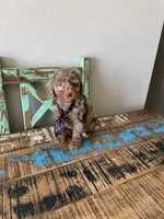 Akc Clear 🧬 Tested Chocolate Merle Phantom 💙, a male Poodle - Miniature  for sale in Campbell, TX – 8 of 10