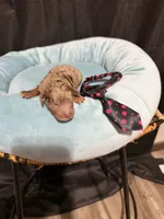 Akc Clear Chocolate Merle Phantom Black Tie, a male Poodle - Miniature  for sale in Campbell, TX – 5 of 10