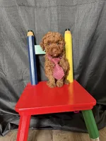 Akc Clear Red Toy Poodle Boy 💙 Brown Based, a male Poodle - Toy  for sale in Campbell, TX – 6 of 10