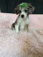 Akc Clear 🧬 Blue Merle Phantom Parti 🩷, a female Poodle - Miniature  for sale in Campbell, TX – 4 of 10