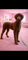 Akc Clear Bred color Red Sophie , a female Poodle - Standard  for sale in Campbell, TX – Photo 1 of 3