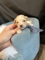 Maltipoo Boy! Blue Tie 💙, a male Maltipoo for sale in Campbell, TX – 5 of 10