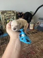 Cali’s Apricot Maltipoo Blue Tie, a male Maltipoo for sale in Campbell, TX – 3 of 10