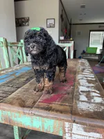 Akc Clear 🧬 Tested Black Phantom Girl, a female Poodle - Miniature  for sale in Campbell, TX – 9 of 10