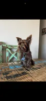 KB Chocolate Boy Rocky, a male Yorkshire Terrier for sale in Campbell, TX – 6 of 9