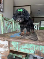 Akc Clear 🧬 Tested Black Phantom Girl, a female Poodle - Miniature  for sale in Campbell, TX – 6 of 10