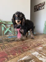 Akc 🧬 Tested Clear Black Phantom Boy 💙, a male Poodle - Miniature  for sale in Campbell, TX – 4 of 10