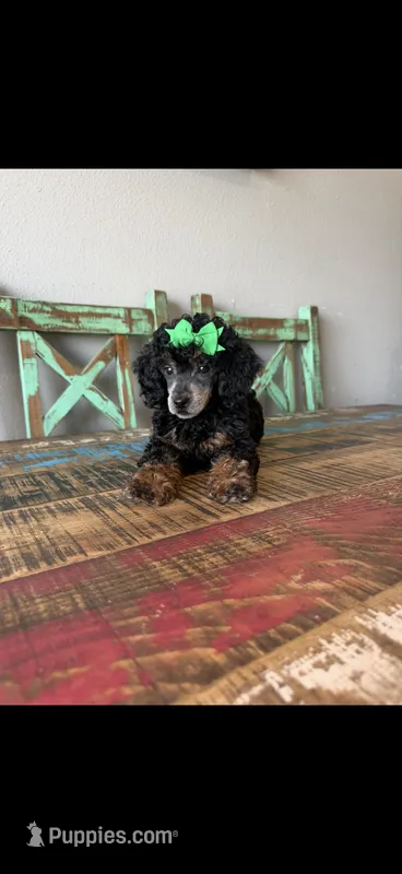 Akc Clear 🧬 Black Phantom Small Mini 🩷 – Poodle - Miniature  puppy for sale in Campbell, TX