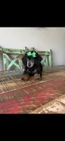 Akc Clear 🧬 Black Phantom Small Mini 🩷, a female Poodle - Miniature  for sale in Campbell, TX – 1 of 9