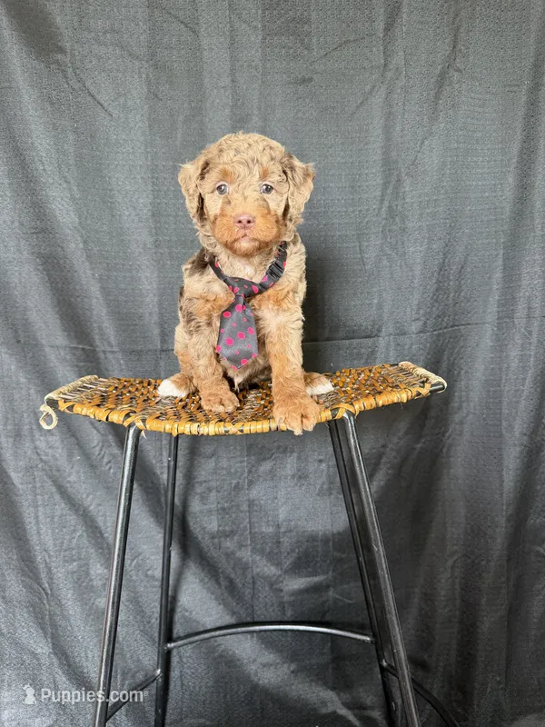 Akc Clear Chocolate Merle Phantom Black Tie – Poodle - Miniature  puppy for sale in Campbell, TX