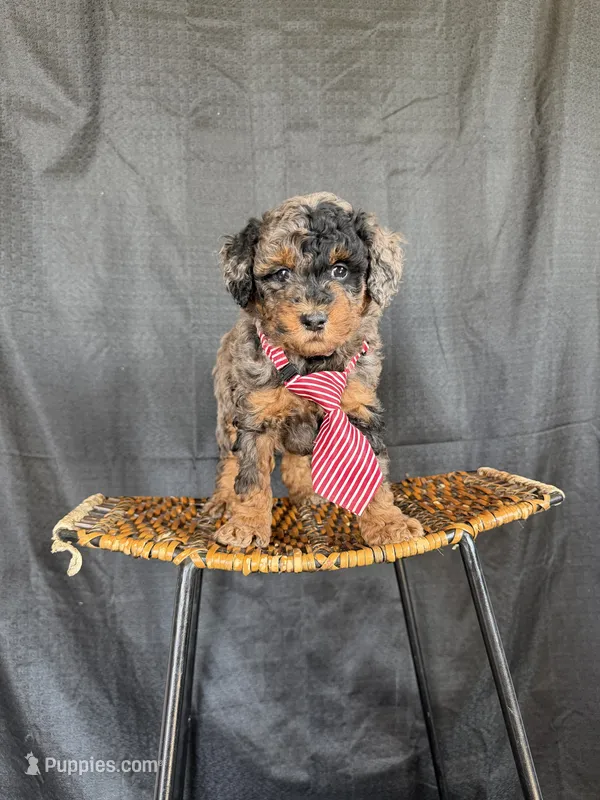 Akc Clear 🧬 Tested Blue Merle Phantom 💙 – Poodle - Miniature  puppy for sale in Campbell, TX