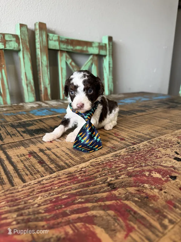 Akc Clear 🧬 Chocolate Phantom Parti Boy – Poodle - Miniature  puppy for sale in Campbell, TX