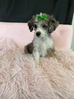 Akc Clear 🧬 Blue Merle Phantom Parti 🩷, a female Poodle - Miniature  for sale in Campbell, TX – 5 of 10