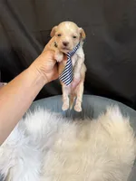 Maltipoo Boy! Blue Tie 💙, a male Maltipoo for sale in Campbell, TX – 9 of 10