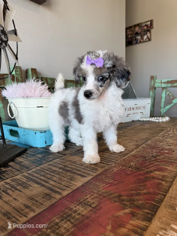 Akc Clear 🧬 Tested Blue Merle Phantom Parti 🩷 – Poodle - Miniature  puppy for sale in Campbell, TX