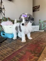 Akc Clear 🧬 Tested Blue Merle Phantom Parti 🩷, a female Poodle - Miniature  for sale in Campbell, TX – 1 of 10