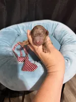 Akc Clear Chocolate Merle Phantom Red Tie, a male Poodle - Miniature  for sale in Campbell, TX – 10 of 10