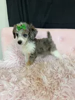 Akc Clear 🧬 Blue Merle Phantom Parti 🩷, a female Poodle - Miniature  for sale in Campbell, TX – 6 of 10