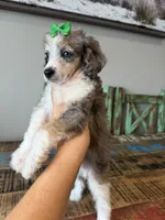 Akc Clear 🧬 Tested Blue Merle Phantom Parti with Blue eye, a female Poodle - Miniature  for sale in Campbell, TX – 9 of 10