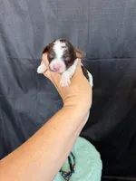 Akc Clear 🧬 Chocolate Phantom Parti Boy, a male Poodle - Miniature  for sale in Campbell, TX – 9 of 10