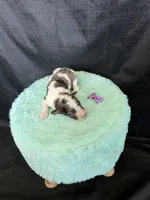 Akc Clear 🧬 tested Blue Merle Phantom Parti Girl Purple Bow, a female Poodle - Miniature  for sale in Campbell, TX – 5 of 10