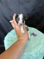 Akc Clear 🧬 tested Blue Merle Phantom Parti Girl Purple Bow, a female Poodle - Miniature  for sale in Campbell, TX – 3 of 10