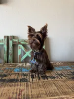 KB Chocolate Boy Rocky, a male Yorkshire Terrier for sale in Campbell, TX – 7 of 9