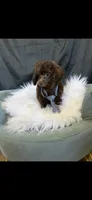 Akc Luke, a male Poodle - Toy  for sale in Campbell, TX – 6 of 6