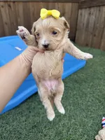 Maltipoo 🩷 Barbies Girl!, a female Maltipoo for sale in Campbell, TX – 2 of 6