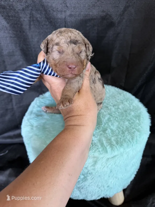 Akc Clear Chocolate Merle Phantom Blue Tie – Poodle - Miniature  puppy for sale in Campbell, TX
