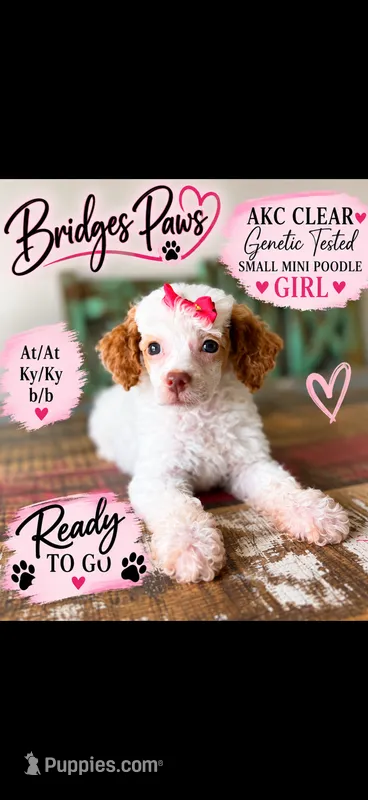 Akc Clear 🧬 Tested Chocolate Phantom Parti Girl 🩷 – Poodle - Miniature  puppy for sale in Campbell, TX