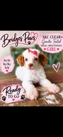 Akc Clear 🧬 Tested Chocolate Phantom Parti Girl 🩷, a female Poodle - Miniature  for sale in Campbell, TX – 1 of 10