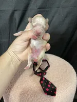 Maltipoo Boy! Black Tie! 🖤, a male Maltipoo for sale in Campbell, TX – 2 of 6