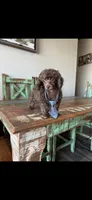 Akc Luke, a male Poodle - Toy  for sale in Campbell, TX – 4 of 6