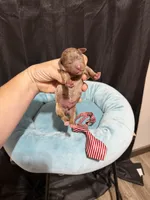 Akc Clear Chocolate Merle Phantom Red Tie, a male Poodle - Miniature  for sale in Campbell, TX – 3 of 10