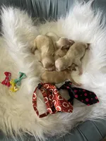 Maltipoo Boy! Black Tie! 🖤, a male Maltipoo for sale in Campbell, TX – 6 of 6