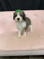 Akc Clear 🧬 Tested Blue Merle Phantom Parti 🩷, a female Poodle - Miniature  for sale in Campbell, TX – 6 of 10