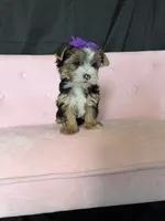 Sweet Parti Girl, a female Yorkshire Terrier for sale in Campbell, TX – 7 of 10