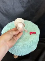 Akc Clear 🧬 tested Chocolate Phantom Parti , a female Poodle - Miniature  for sale in Campbell, TX – 3 of 10