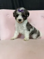 Akc Clear 🧬 Tested Blue Merle Phantom Parti, a female Poodle - Miniature  for sale in Campbell, TX – 8 of 10
