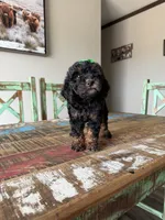Akc Clear 🧬 Tested Black Phantom Girl, a female Poodle - Miniature  for sale in Campbell, TX – 2 of 10