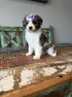 Akc Clear 🧬 Tested Blue Merle Phantom Parti Partial Blue eye, a female Poodle - Miniature  for sale in Campbell, TX – 8 of 10