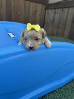 Maltipoo 🩷 Barbies Girl!, a female Maltipoo for sale in Campbell, TX – 1 of 6