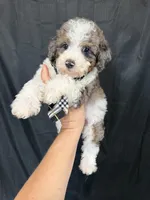 Akc Clear 🧬 Tested Blue Merle Phantom Parti 💙, a male Poodle - Miniature  for sale in Campbell, TX – 4 of 10